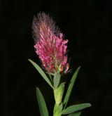 jetel červenavý <i>(Trifolium rubens)</i>