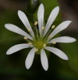 ptačinec hajní <i>(Stellaria nemorum)</i> / Květ/Květenství
