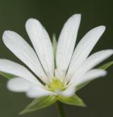 ptačinec bahenní <i>(Stellaria palustris)</i> / Květ/Květenství