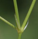 ptačinec bahenní <i>(Stellaria palustris)</i>