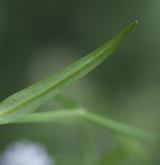ptačinec bahenní <i>(Stellaria palustris)</i> / List