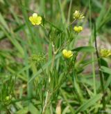 pryskyřník rolní <i>(Ranunculus arvensis)</i> / Habitus