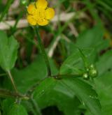 pryskyřník kosmatý <i>(Ranunculus lanuginosus)</i> / Habitus
