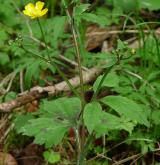 pryskyřník kosmatý <i>(Ranunculus lanuginosus)</i> / Habitus