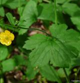 pryskyřník kosmatý <i>(Ranunculus lanuginosus)</i> / Květ/Květenství