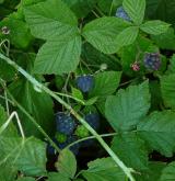 ostružiník ježiník <i>(Rubus caesius)</i> / Habitus