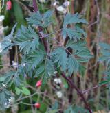 ostružiník dřípený <i>(Rubus laciniatus)</i> / List