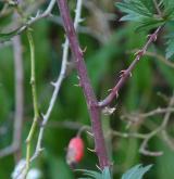 ostružiník dřípený <i>(Rubus laciniatus)</i> / Větve a pupeny