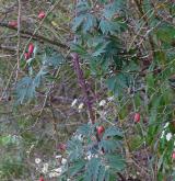 ostružiník dřípený <i>(Rubus laciniatus)</i> / Habitus