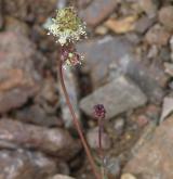 krvavec menší <i>(Sanguisorba minor)</i> / Květ/Květenství