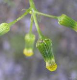starček obecný <i>(Senecio vulgaris)</i> / Květ/Květenství