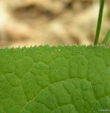 srpice barvířská <i>(Serratula tinctoria)</i> / List