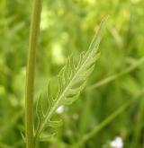 srpice karbincolistá <i>(Serratula lycopifolia)</i> / List