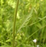 srpice karbincolistá <i>(Serratula lycopifolia)</i> / List