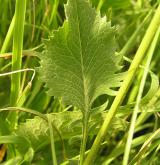 srpice karbincolistá <i>(Serratula lycopifolia)</i>