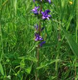 zvonek klubkatý <i>(Campanula glomerata)</i> / Habitus