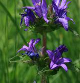 zvonek klubkatý <i>(Campanula glomerata)</i> / Květ/Květenství