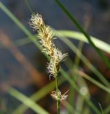 ostřice dvouřadá <i>(Carex disticha)</i> / Květ/Květenství