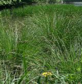 ostřice latnatá <i>(Carex paniculata)</i> / Porost