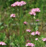 zeměžluč okolíkatá <i>(Centaurium erythraea)</i>