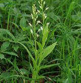 okrotice dlouholistá <i>(Cephalanthera longifolia)</i> / Habitus