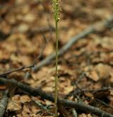 korálice trojklaná <i>(Corallorhiza trifida)</i> / Habitus