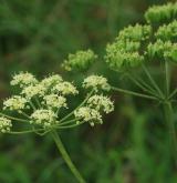 bolševník obecný <i>(Heracleum sphondylium)</i> / Květ/Květenství