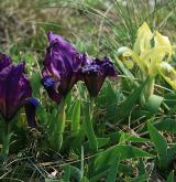 kosatec nízký <i>(Iris pumila)</i> / Habitus