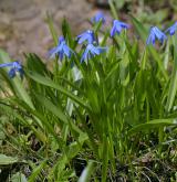 ladoňka sibiřská <i>(Othocallis siberica)</i>