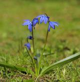 ladoňka sibiřská <i>(Othocallis siberica)</i>