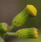 starček obecný <i>(Senecio vulgaris)</i> / Květ/Květenství