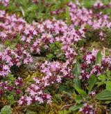 mateřídouška časná <i>(Thymus praecox)</i> / Habitus