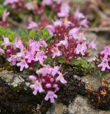 mateřídouška časná <i>(Thymus praecox)</i> / Habitus