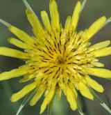 kozí brada pochybná <i>(Tragopogon dubius)</i>