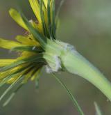 kozí brada pochybná <i>(Tragopogon dubius)</i> / Květ/Květenství