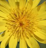 kozí brada východní <i>(Tragopogon orientalis)</i> / Květ/Květenství