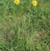 kozí brada luční <i>(Tragopogon pratensis)</i> / Habitus