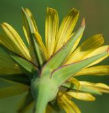 kozí brada luční <i>(Tragopogon pratensis)</i> / Květ/Květenství