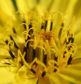 kozí brada luční <i>(Tragopogon pratensis)</i> / Květ/Květenství