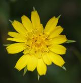 kozí brada luční <i>(Tragopogon pratensis)</i> / Květ/Květenství