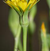 kozí brada luční <i>(Tragopogon pratensis)</i> / Květ/Květenství