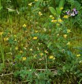 jetel pochybný <i>(Trifolium dubium)</i> / Habitus