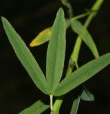 jetel červenavý <i>(Trifolium rubens)</i> / List