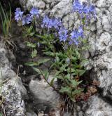 rozrazil rakouský <i>(Veronica austriaca)</i> / Habitus