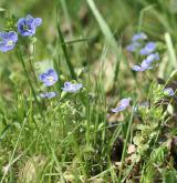 rozrazil nitkovitý <i>(Veronica filiformis)</i> / Habitus