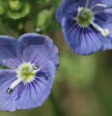 rozrazil nitkovitý <i>(Veronica filiformis)</i> / Květ/Květenství