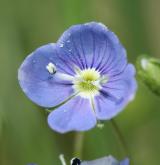 rozrazil nitkovitý <i>(Veronica filiformis)</i> / Květ/Květenství