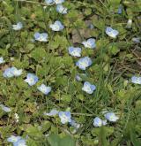 rozrazil perský <i>(Veronica persica)</i> / Habitus