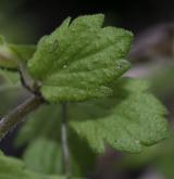 rozrazil perský <i>(Veronica persica)</i> / List