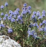 rozrazil rozprostřený <i>(Veronica prostrata)</i> / Habitus